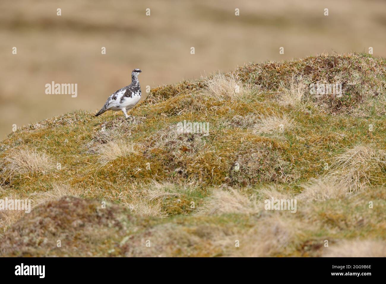 Un mâle Rock Ptarmigan (Lagopus muta) dans le plumage printanier des Cairngorms, en Écosse, au Royaume-Uni Banque D'Images