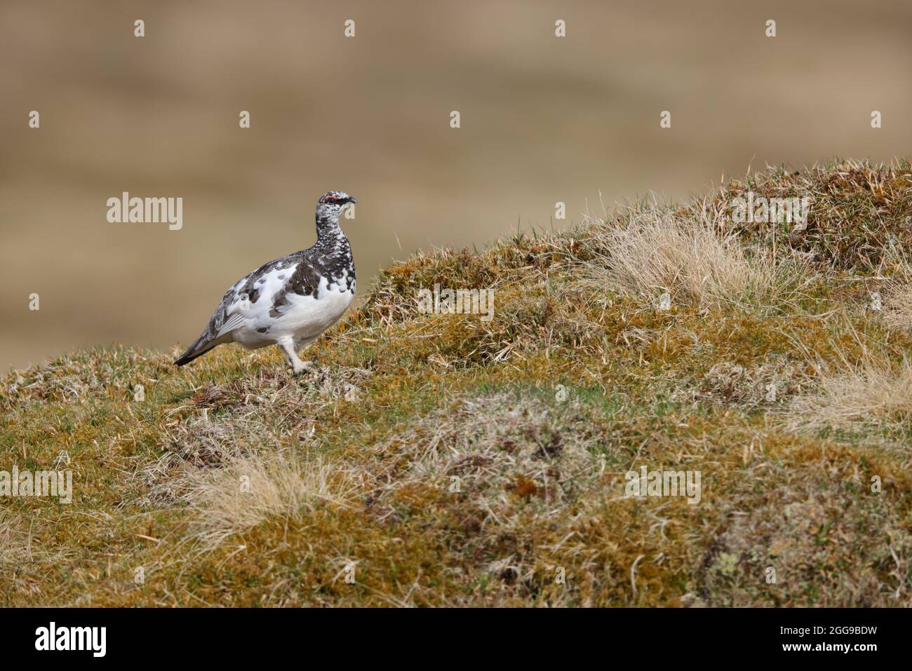 Un mâle Rock Ptarmigan (Lagopus muta) dans le plumage printanier des Cairngorms, en Écosse, au Royaume-Uni Banque D'Images