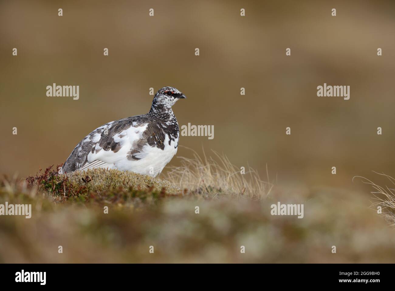 Un mâle Rock Ptarmigan (Lagopus muta) dans le plumage printanier des Cairngorms, en Écosse, au Royaume-Uni Banque D'Images