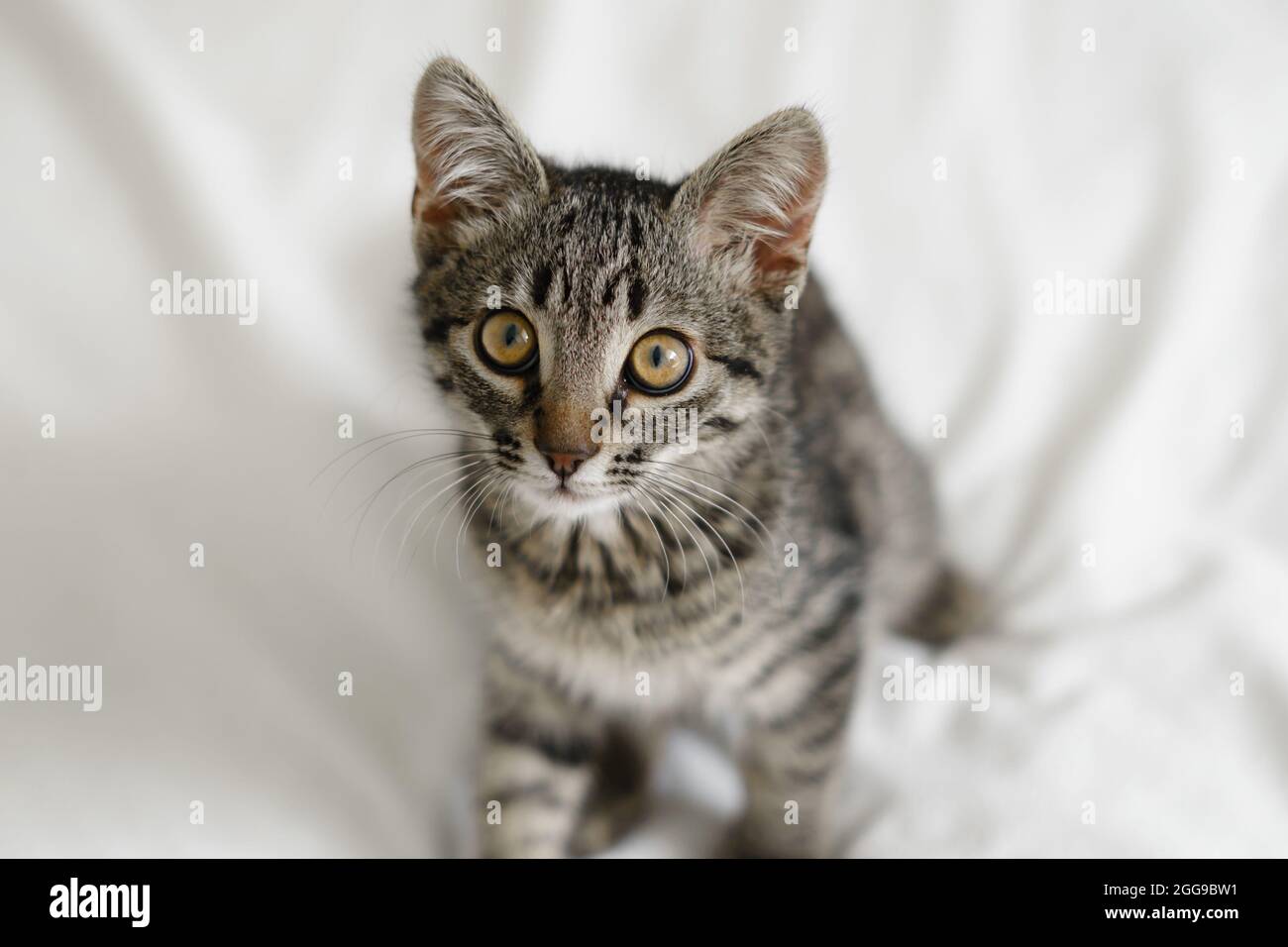 Gros plan de petit chaton domestique de tabby avec de grands yeux. Photo de style de vie de chat curieux. Adorable ami félin confortable. Portrait d'animal avec de grands yeux. Banque D'Images