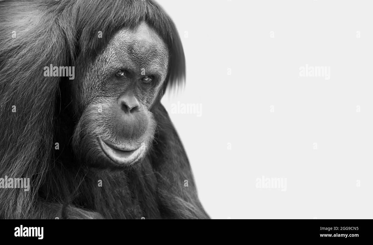 Gros plan du singe Orangutan sur fond blanc Banque D'Images