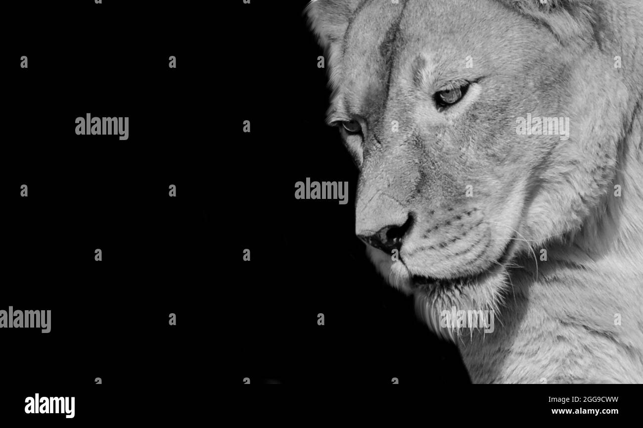 Noir et blanc magnifique visage de lion féminin en gros plan sur fond noir Banque D'Images