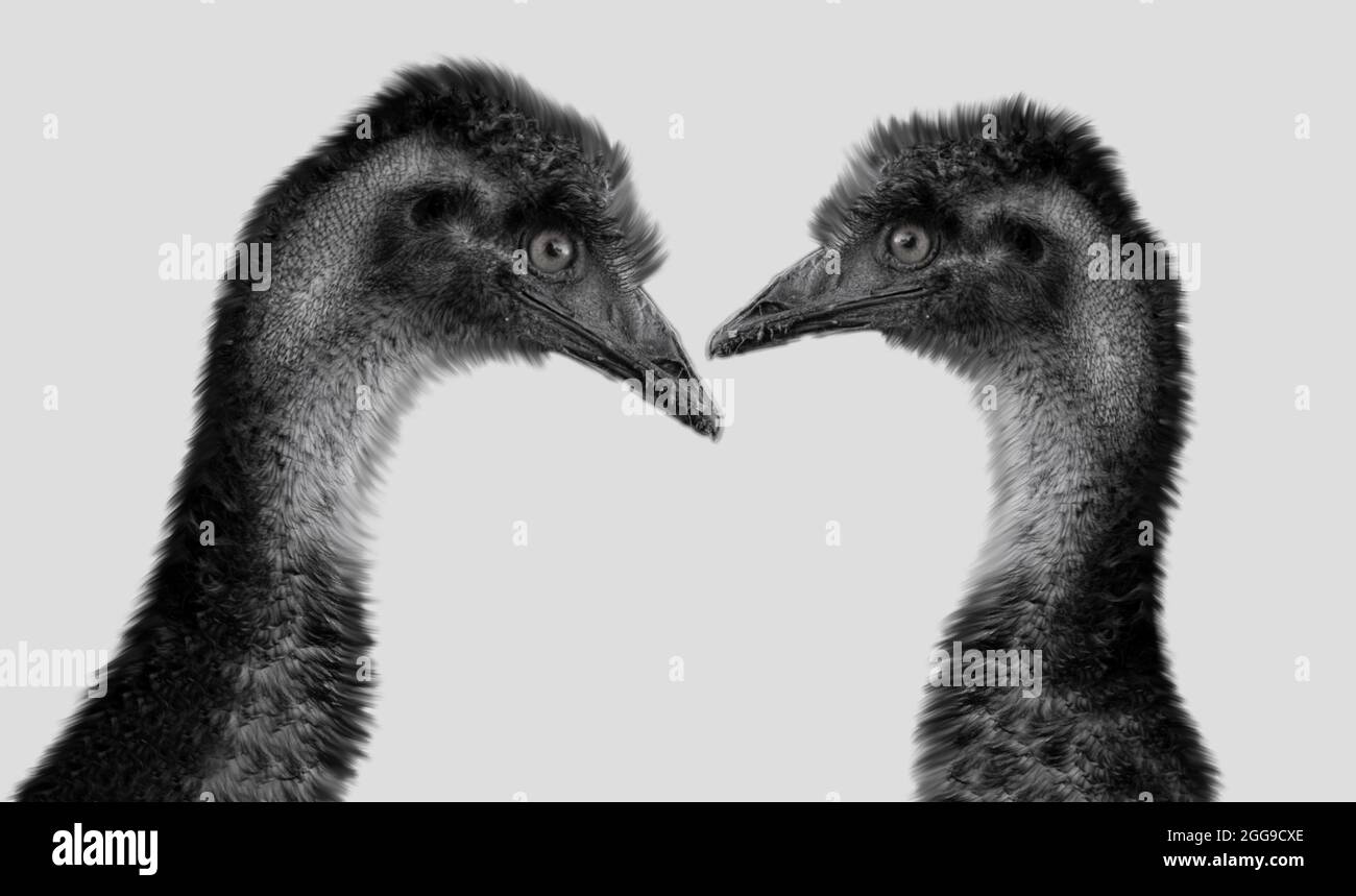 Deux oiseaux d'émeu mignons se ferment ensemble dans le fond blanc Banque D'Images