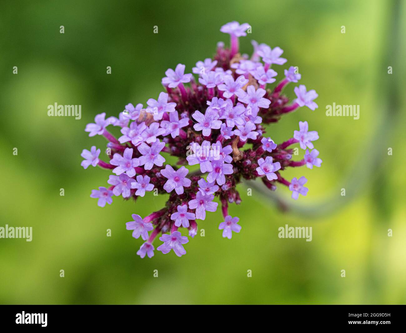 Un gros plan d'une tête de fleurs de Verbena bonariensis sur un fond de feuillage vert hors foyer Banque D'Images
