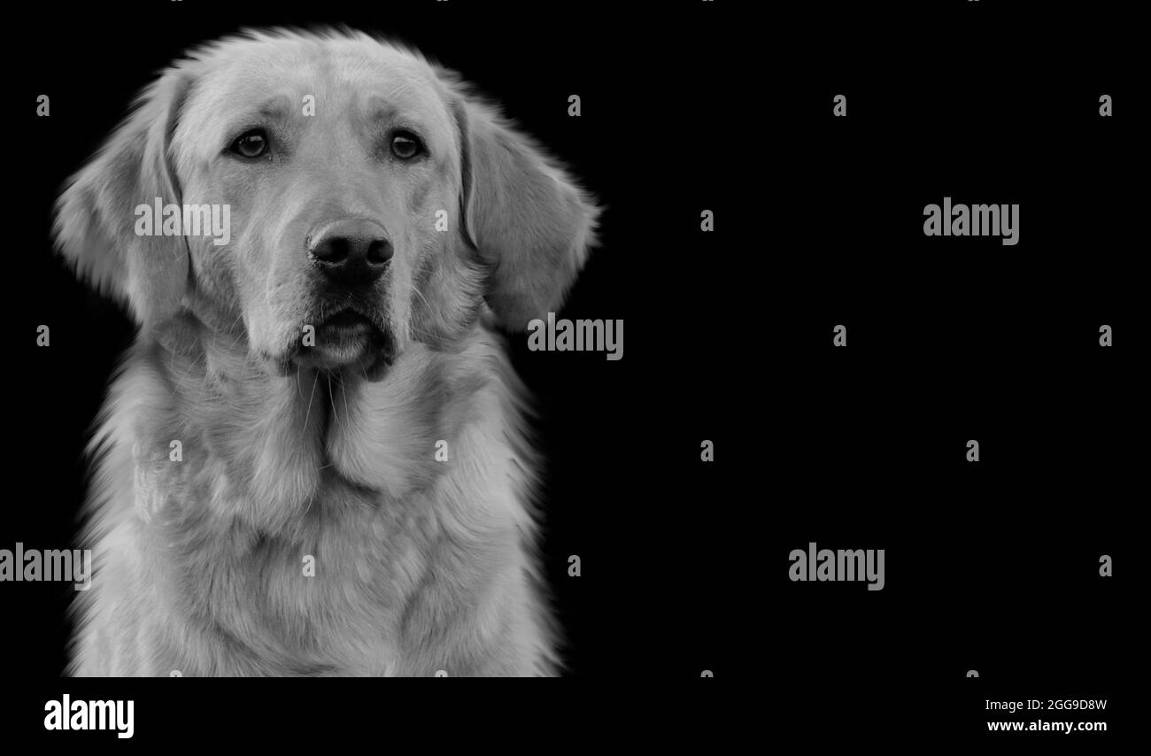 Noir et blanc Cute Happy Dog gros plan sur le fond noir Banque D'Images