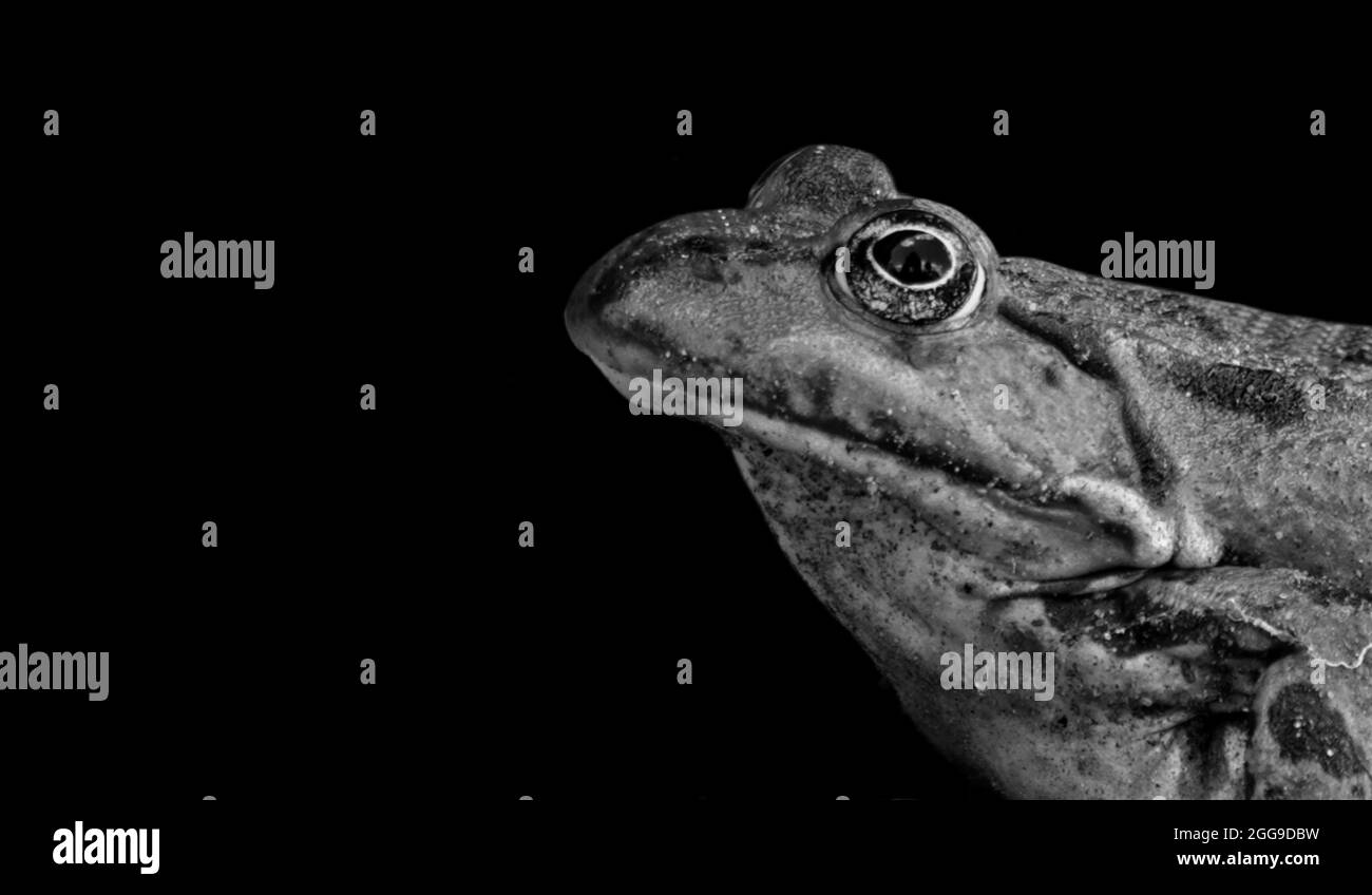 Grenouille regarder vers le haut et gros plan face dans le fond noir Banque D'Images