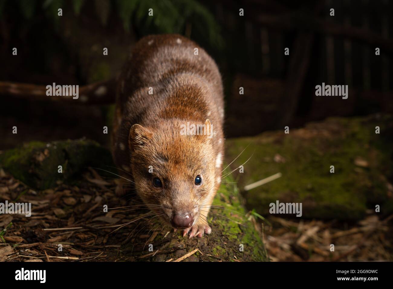 Gros plan d'un atoll de tigre ou d'un quoll tacheté presque menacé dans la nature Banque D'Images