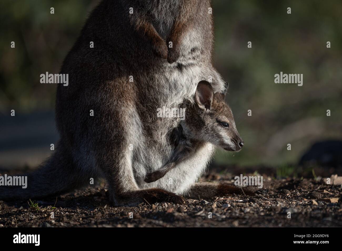 Gros plan d'un wallaby à col rouge avec un joey dans sa pochette Banque D'Images