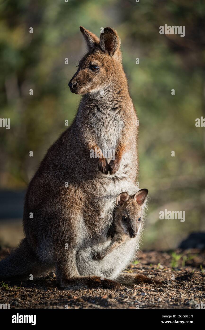 Gros plan d'un wallaby à col rouge avec un joey dans sa pochette Banque D'Images