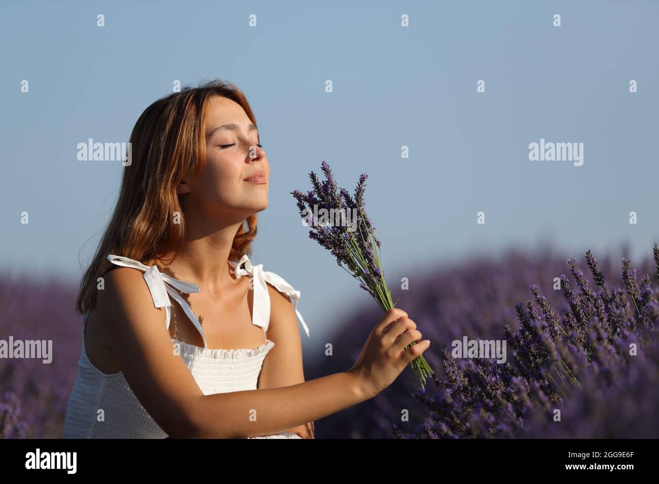 Femme détendue tenant un bouquet sentant des fleurs dans un champ de lavande au coucher du soleil Banque D'Images