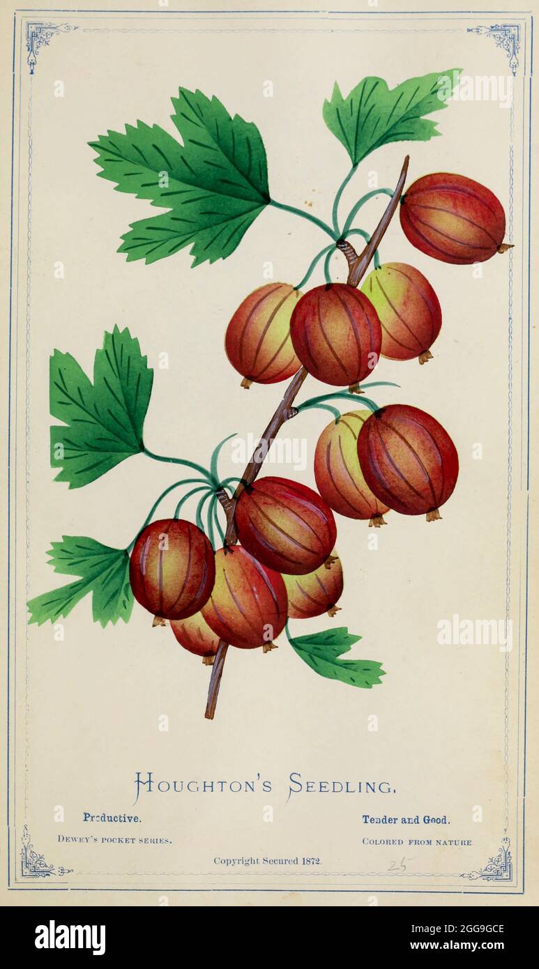 La plantule de Houghton de Dewey's Pocket Series ' le livre de spécimen de poche de nurseryman : coloré de la nature : fruits, fleurs, arbres ornementaux, arbustes, roses, &c par Dewey, D. M. (Dellon Marcus), 1819-1889, éditeur; Mason, S.F publié à Rochester, NY par D.M. Dewey en 1872 Banque D'Images