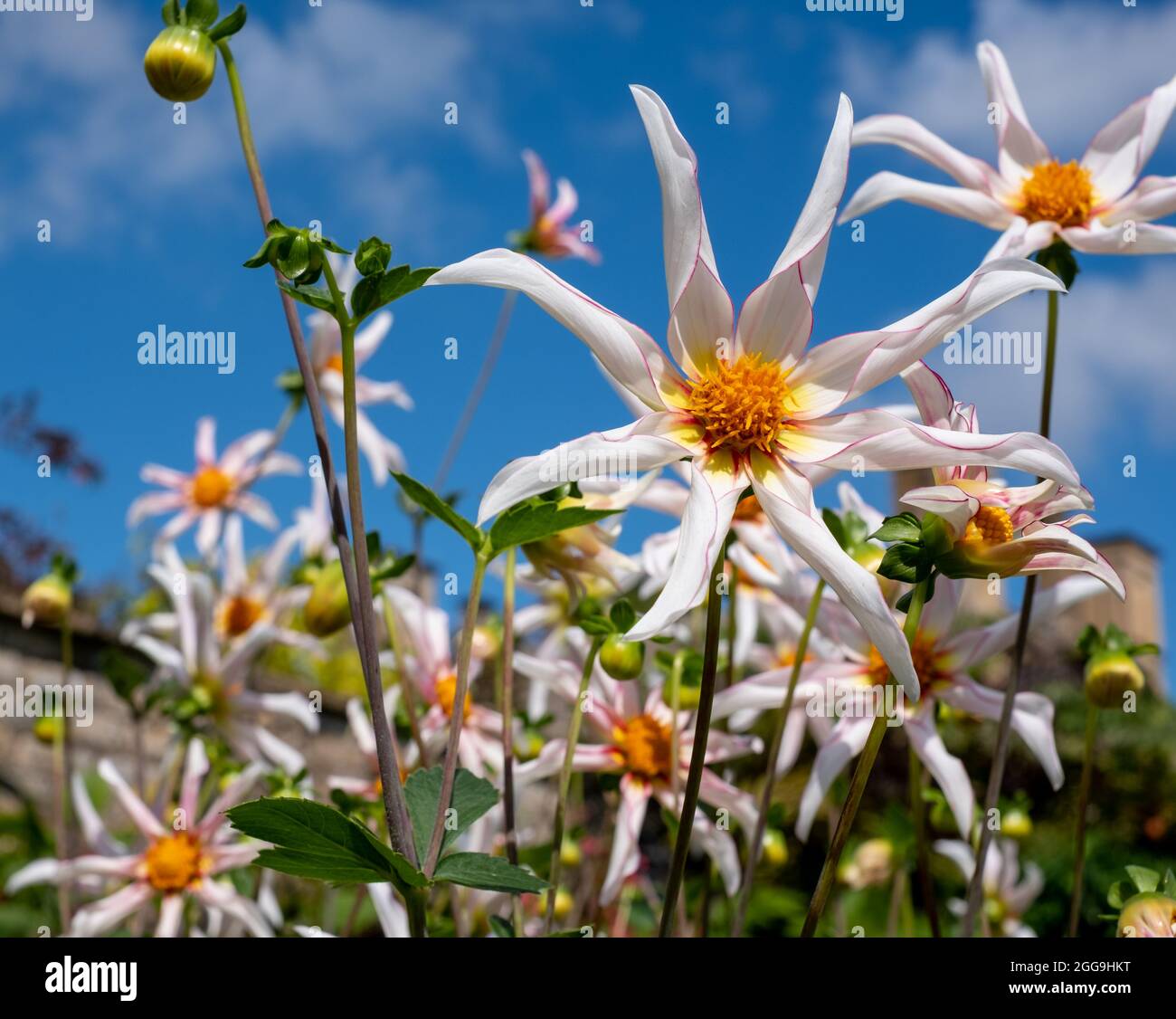 Fleurs en forme d'étoile insolites, Dahlia Honka fragile, poussant au Bourton House Garden, Bourton-on-the-Hill dans les Cotswolds, Gloucestershire, Royaume-Uni. Banque D'Images