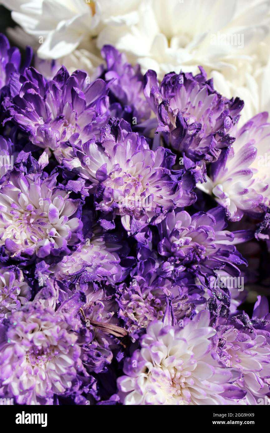 Beau bouquet de fleurs fraîches violettes et blanches au soleil d'été Photo  Stock - Alamy