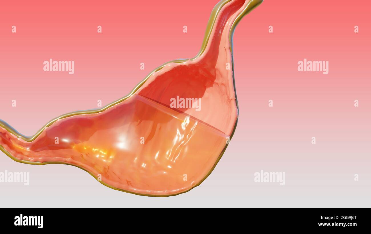 illustration 3d de la digestion anatomique de l'estomac humain, 3D Reander Banque D'Images