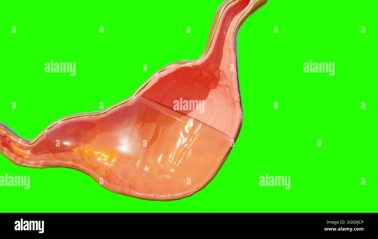 illustration 3d de la digestion anatomique de l'estomac humain, 3D Reander Banque D'Images