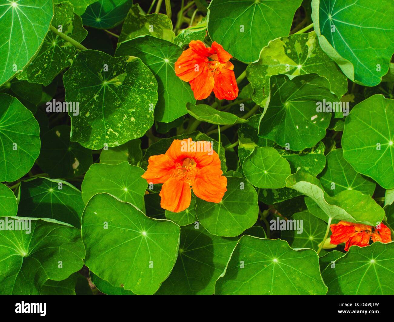 plusieurs nasturtium orange se blooms peeking dehors de l'intérieur des feuilles Banque D'Images
