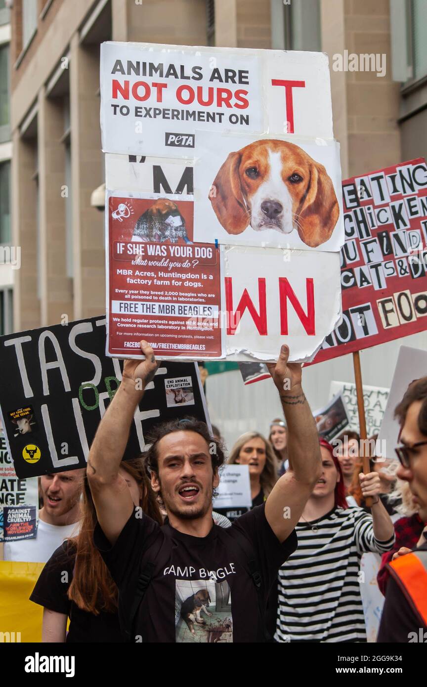 LONDRES, ANGLETERRE- 28 août 2021: Rébellion animale protestant pour libérer les Beagles MBR Banque D'Images