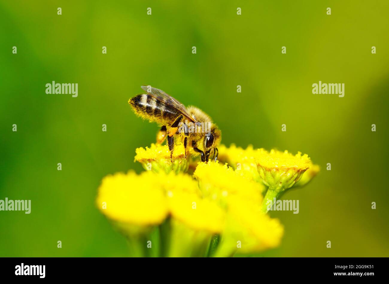 L'abeille recueille le nectar et le pollen sur une fleur jaune. API mellifera. Gros plan sur l'insecte. Banque D'Images