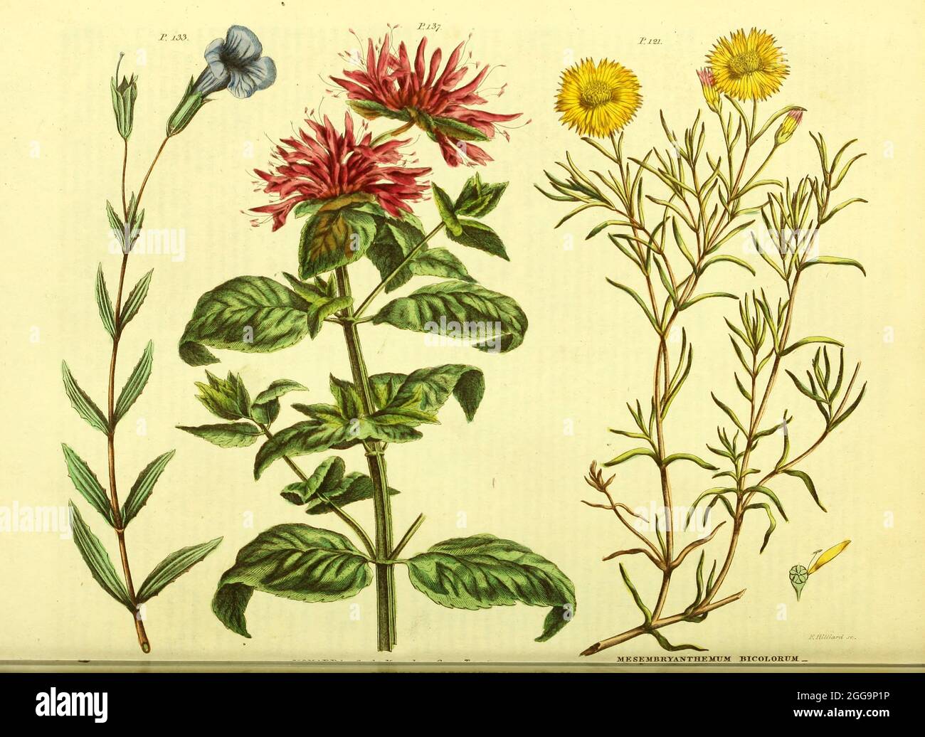 Fleurs sauvages du vol II du livre la plante universelle : ou dictionnaire botanique, médical et agricole : contenant un compte rendu de toutes les plantes connues dans le monde, arrangé selon le système Linnean. Préciser les utilisations auxquelles elles sont ou peuvent être appliquées par Thomas Green, publié en 1816 par Nuttall, Fisher & Co. À Liverpool et imprimé à la Caxton Press par H. Fisher Banque D'Images