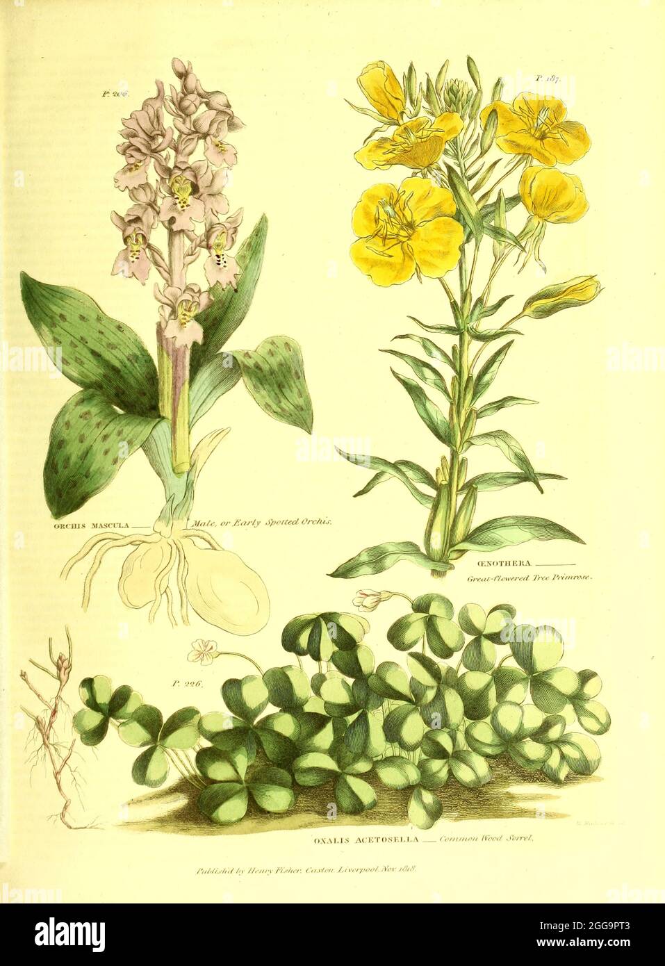 Orchidées (Orchis et Oxalis) et Oenothera de V II du livre la plante universelle : ou dictionnaire botanique, médical et agricole : contenant un compte rendu de toutes les plantes connues dans le monde, arrangé selon le système Linnean. Préciser les utilisations auxquelles elles sont ou peuvent être appliquées par Thomas Green, publié en 1816 par Nuttall, Fisher & Co. À Liverpool et imprimé à la Caxton Press par H. Fisher Banque D'Images
