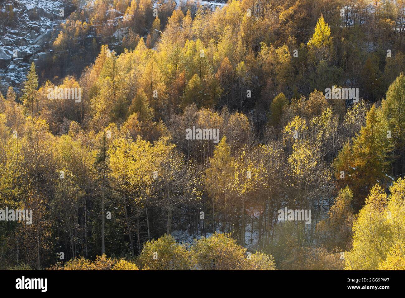 Arbres d'automne dans la vallée d'Aoste près de l'entrée du tunnel du Mont blanc Banque D'Images