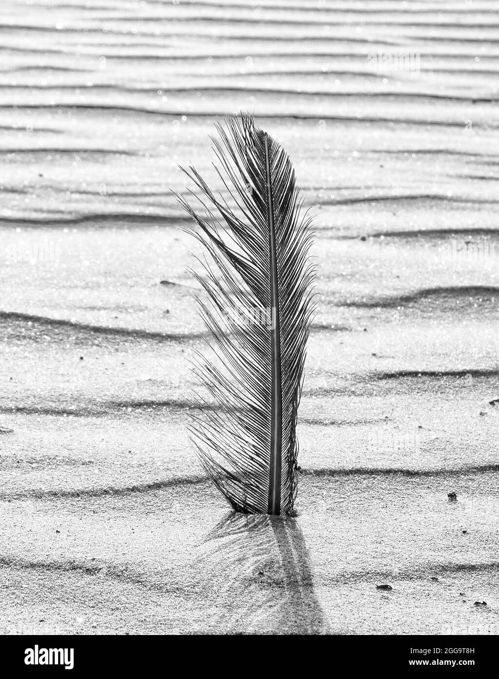 Belle plume sauvage dans le sable Banque D'Images