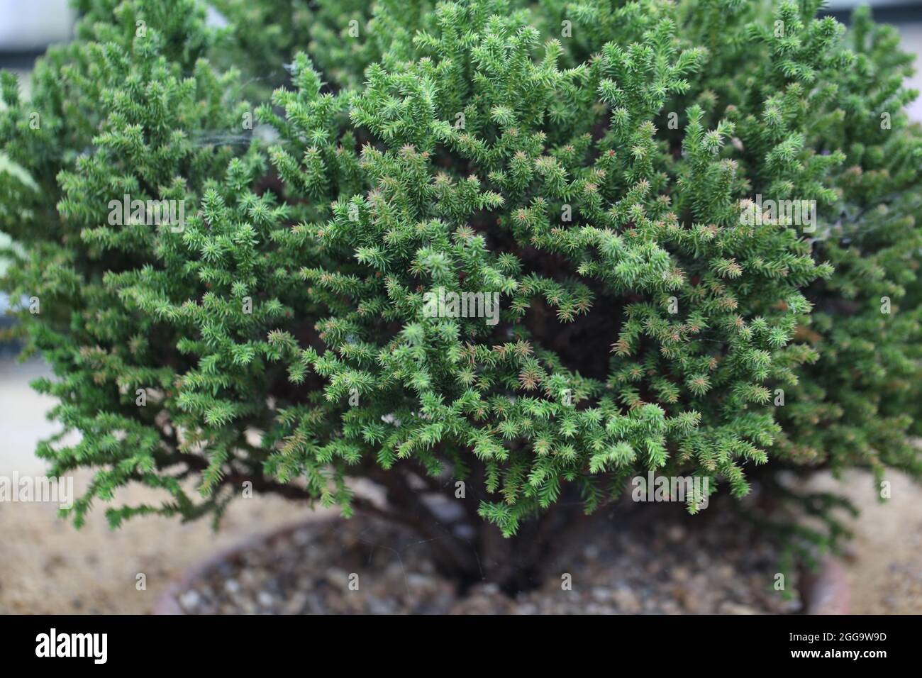 Cèdre japonais nain ( Cryptomeria japonica ) Banque D'Images