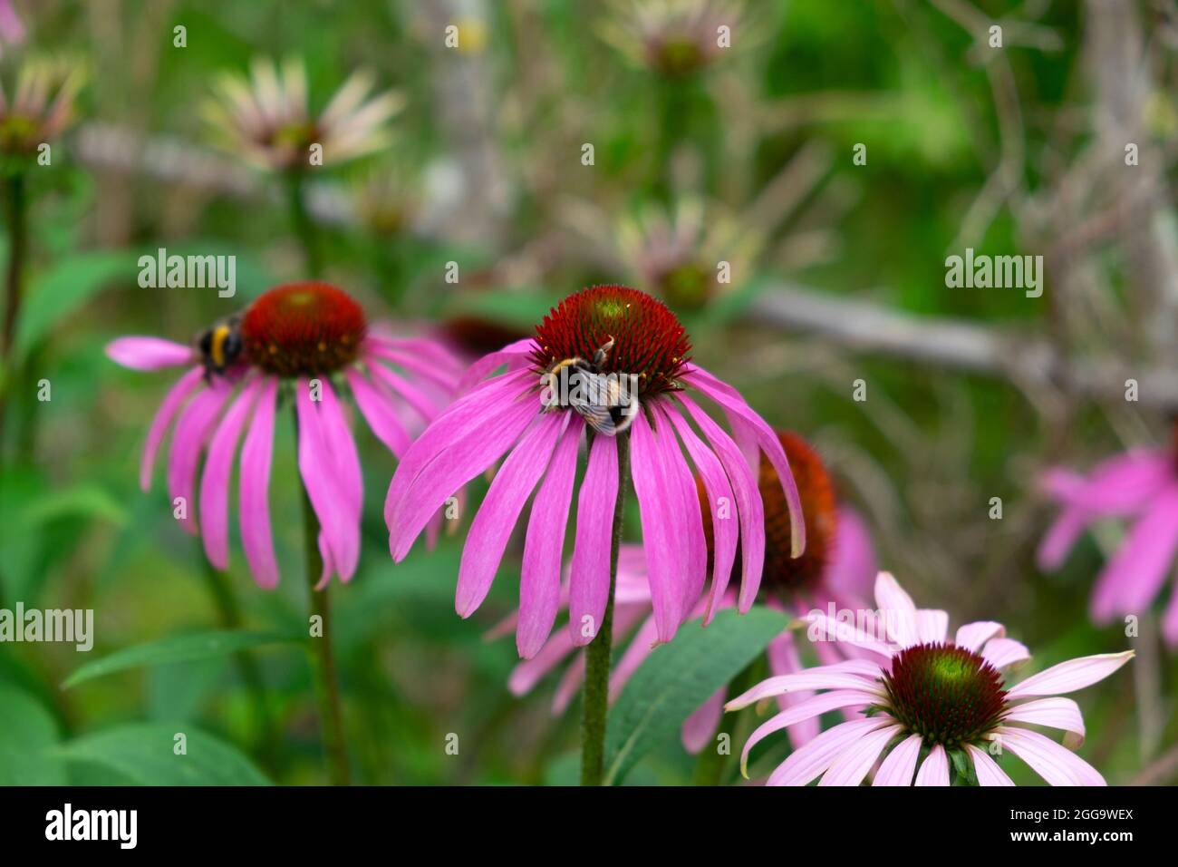 Abeilles se nourrissant de pourpre Echinacea Purpurea pollination dans le jardin d'été herbacé frontière à Carmarthenshire pays de Galles Royaume-Uni Grande-Bretagne KATHY DEWITT Banque D'Images