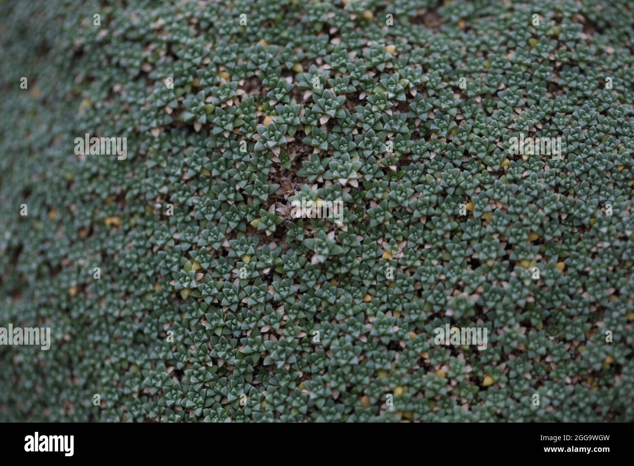 Croissance du souffle de bébé des Alpins ( Gypsophila aretioides ) Banque D'Images