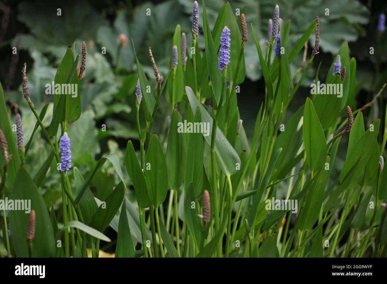 Mauvaise herbe de brochet poussant dans un jardin aquatique Pontederia cordata Banque D'Images