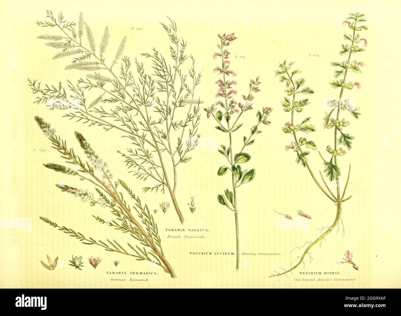 Tamarix du vol II du livre The Universal Herbal : ou dictionnaire botanique, médical et agricole : contenant un compte rendu de toutes les plantes connues dans le monde, arrangé selon le système Linnean. Préciser les utilisations auxquelles elles sont ou peuvent être appliquées par Thomas Green, publié en 1816 par Nuttall, Fisher & Co. À Liverpool et imprimé à la Caxton Press par H. Fisher Banque D'Images