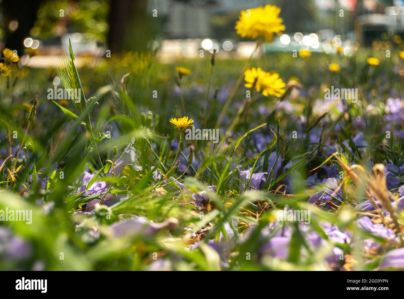 Pissenlits ensoleillés croissant parmi les fleurs déchue de jacaranda - Taraxacum, Jacaranda, foyer sélectif Banque D'Images