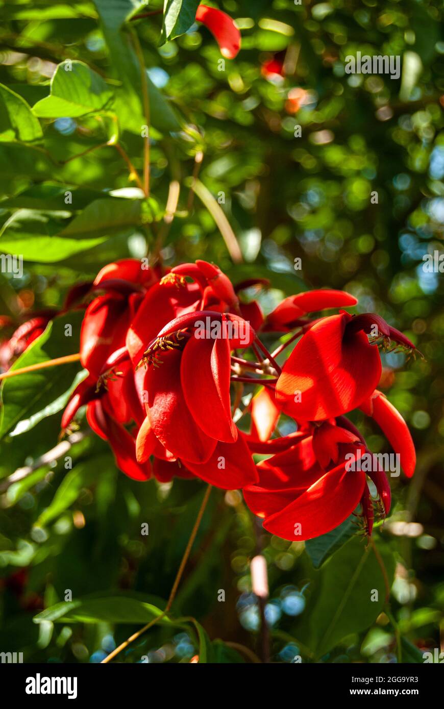 Belle Cockspur arbre de corail fleurs dans la lumière du soleil - Erythrina crista-galli, vertical, foyer sélectif Banque D'Images