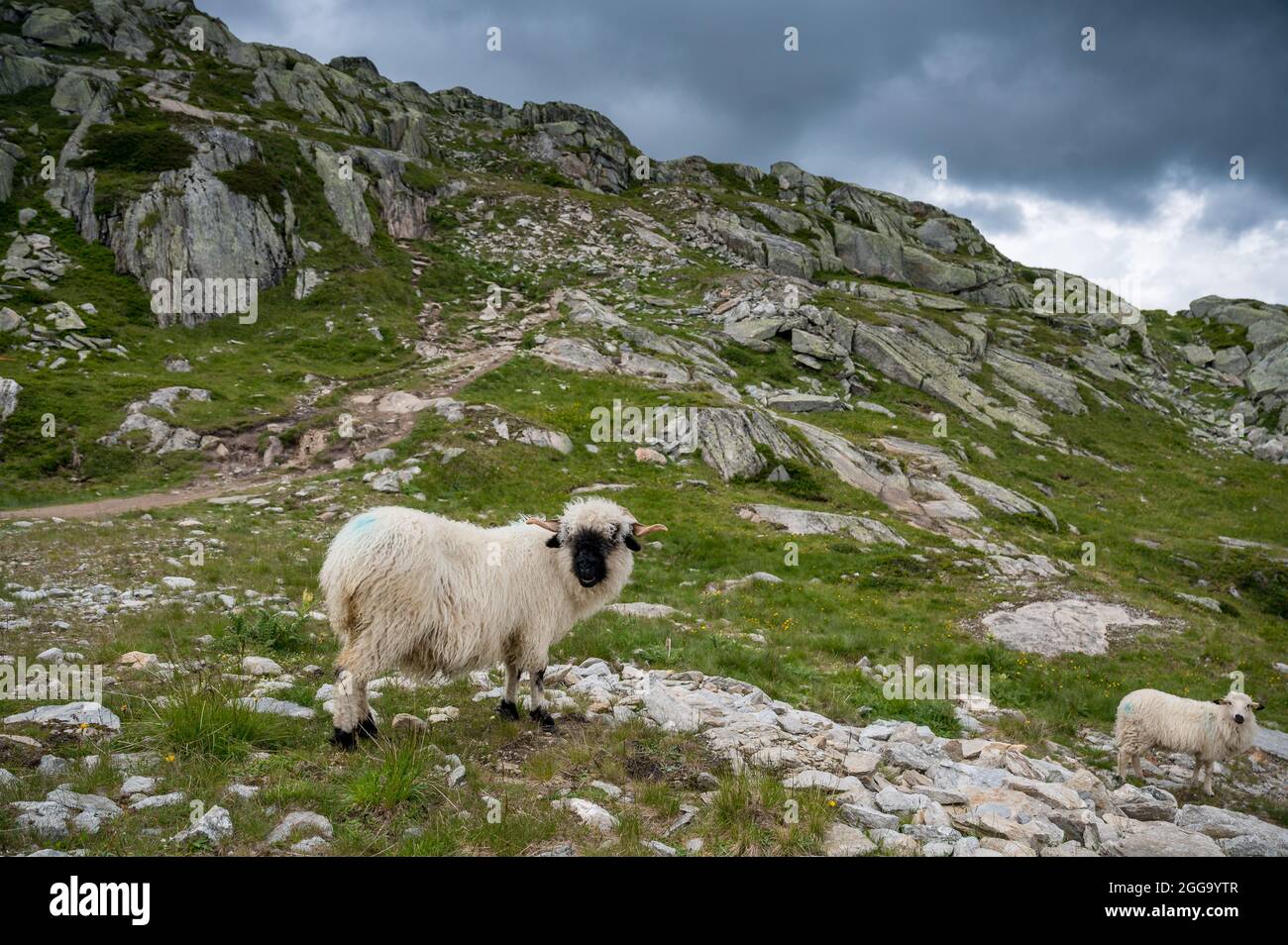 Valais a fait un blacknknose dans l'arène d'Aletsch lors d'un jour pluvieux d'été, Valais Banque D'Images