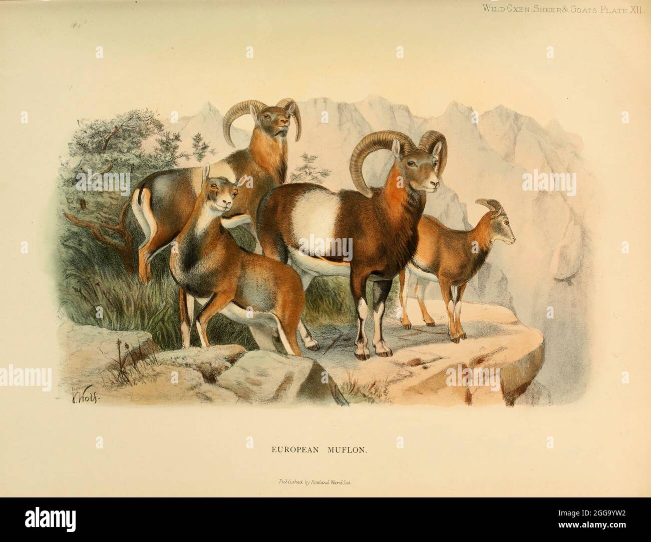 Le mouflon (Ovis gmelini) [ici comme Muflon européen Ovis musimon] est un mouton sauvage originaire de la région Caspienne, de l'est de la Turquie, de l'Arménie, de l'Azerbaïdjan à l'Iran. On pense que c'est l'ancêtre de toutes les races modernes de moutons domestiques. Illustration en couleur du livre ' Wild oxen, moutons & chèvres de toutes les terres, vivant et éteint ' par Richard Lydekker (1849-1915) publié en 1898 par Rowland Ward, Londres Banque D'Images