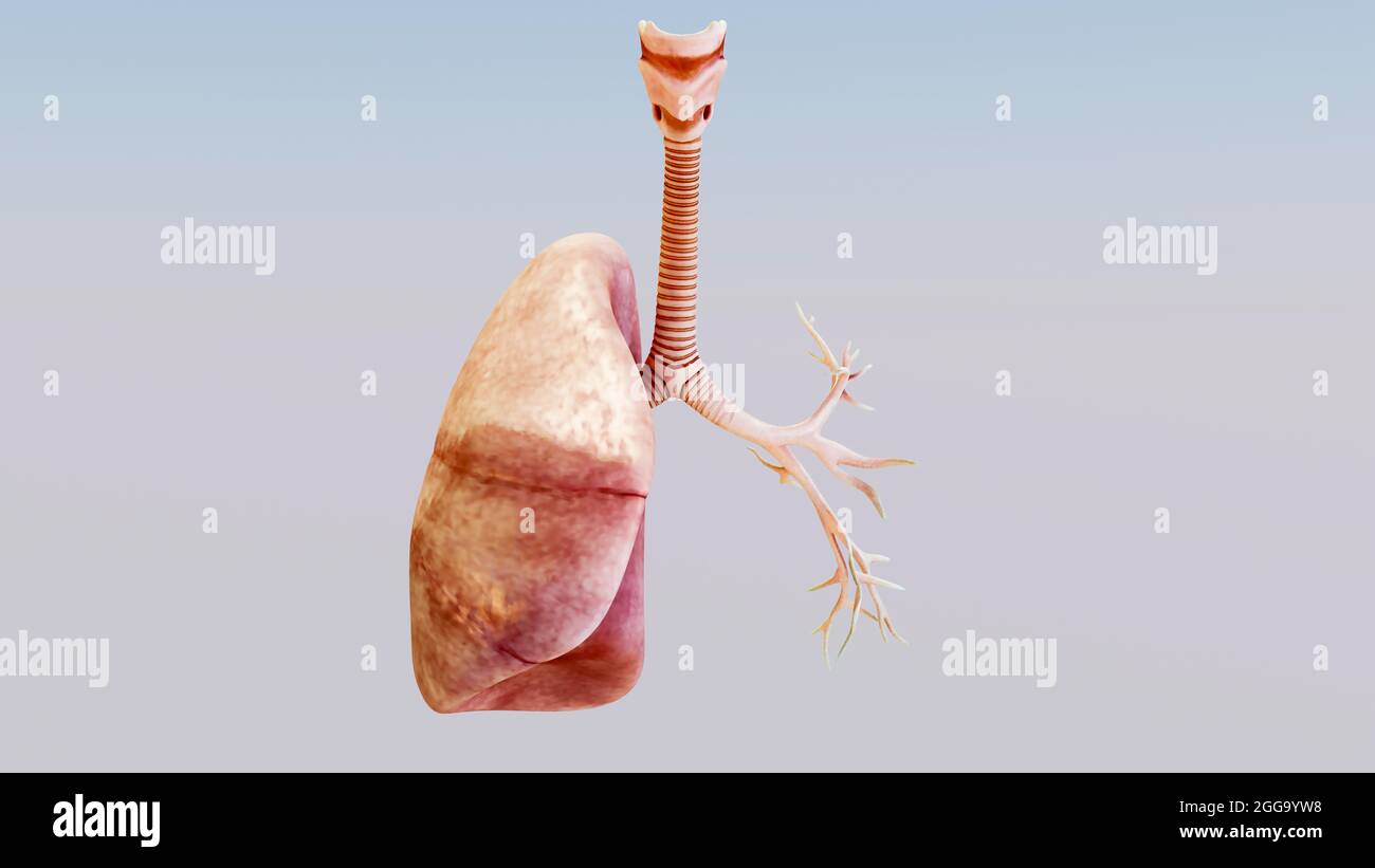 illustration 3d du système respiratoire humain poumons concept d'anatomie pulmonaire visible, ventilation pulmonaire, qualité réaliste, rendu 3d Banque D'Images