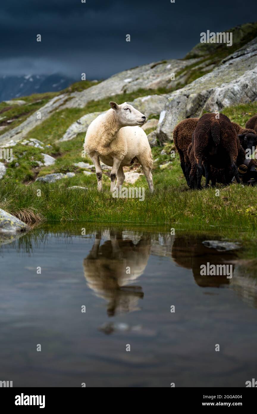 Brebis avec réflexion au glacier d'Aletsch en Valais lors d'une journée plueuse d'été Banque D'Images