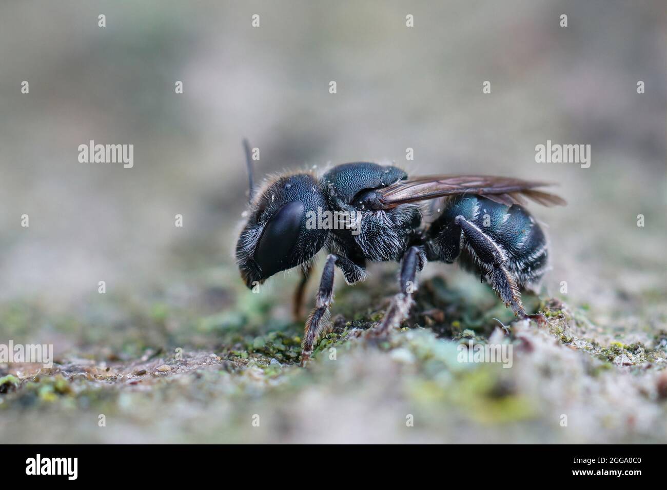 Gros plan d'une femelle maçon bleu, Osmia caerulescens, assis Banque D'Images
