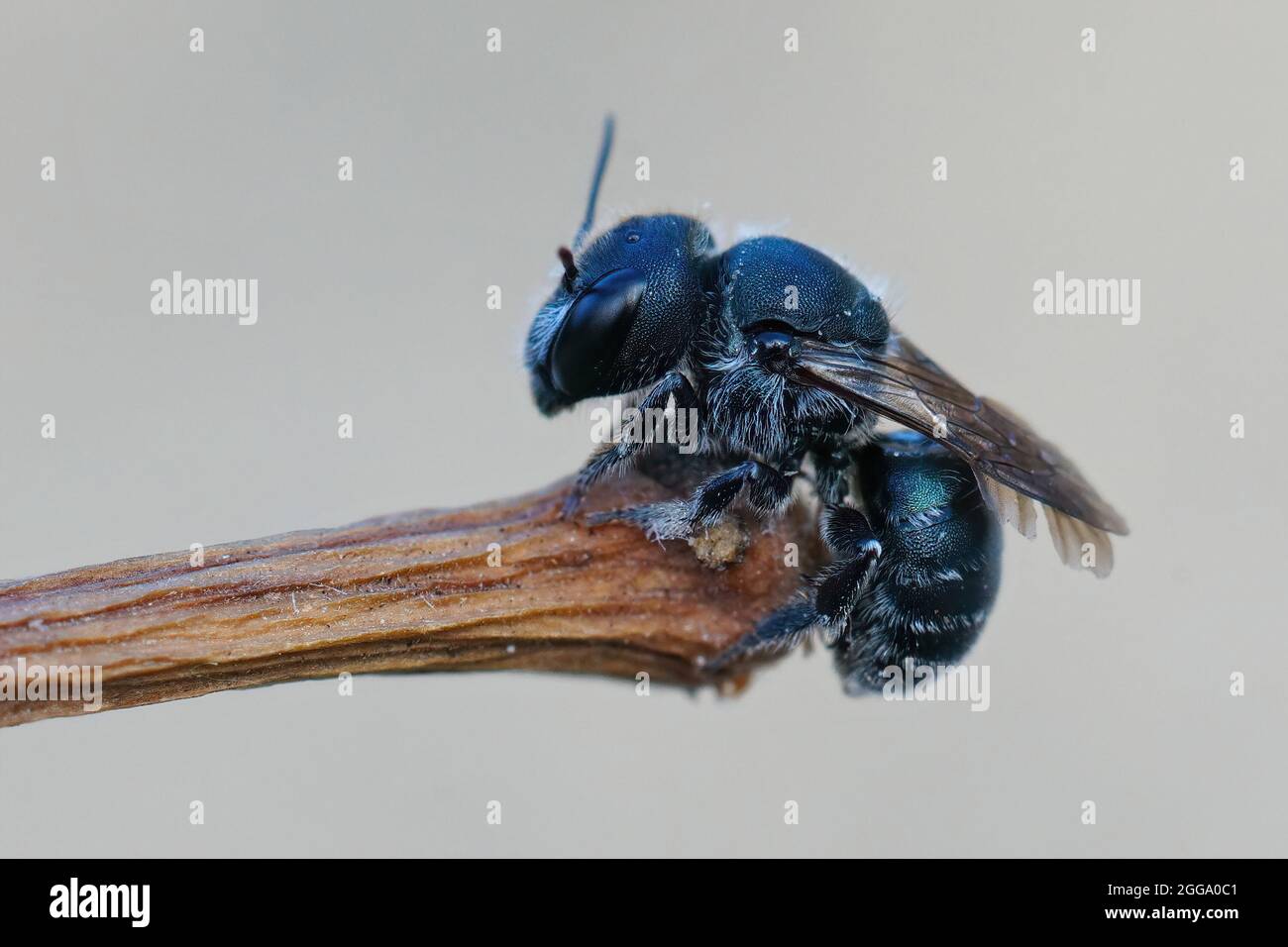Gros plan détaillé d'une abeille mason bleue femelle, Osmia caerulescens Banque D'Images
