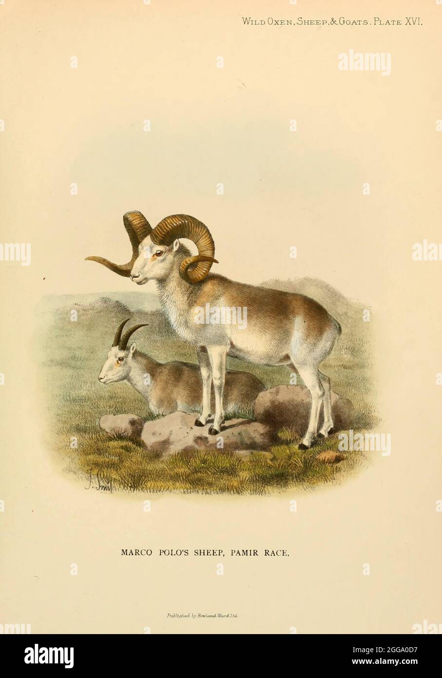 Le mouflon de Marco Polo (Ovis ammon polii) [ici comme Ovis poli] est une sous-espèce de mouflons d'argali, du nom de Marco Polo. Leur habitat est les régions montagneuses de l'Asie centrale. Les moutons de Marco Polo se distinguent surtout par leur grande taille et l'illustration de couleur des cornes en spirale du livre ' Wild oxen, moutons & chèvres de toutes les terres, vivant et éteint ' par Richard Lydekker (1849-1915) publié en 1898 par Rowland Ward, Londres Banque D'Images