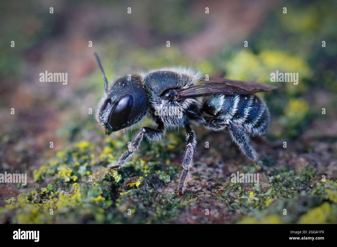 Gros plan d'une femelle de l'abeille mason bleue, Osmia caerulescens Banque D'Images
