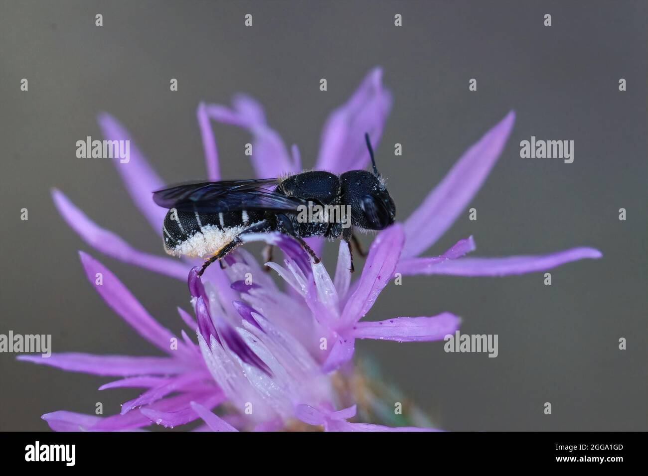 Gros plan d'une femelle Heriades crenulatus chargée de pollen Banque D'Images