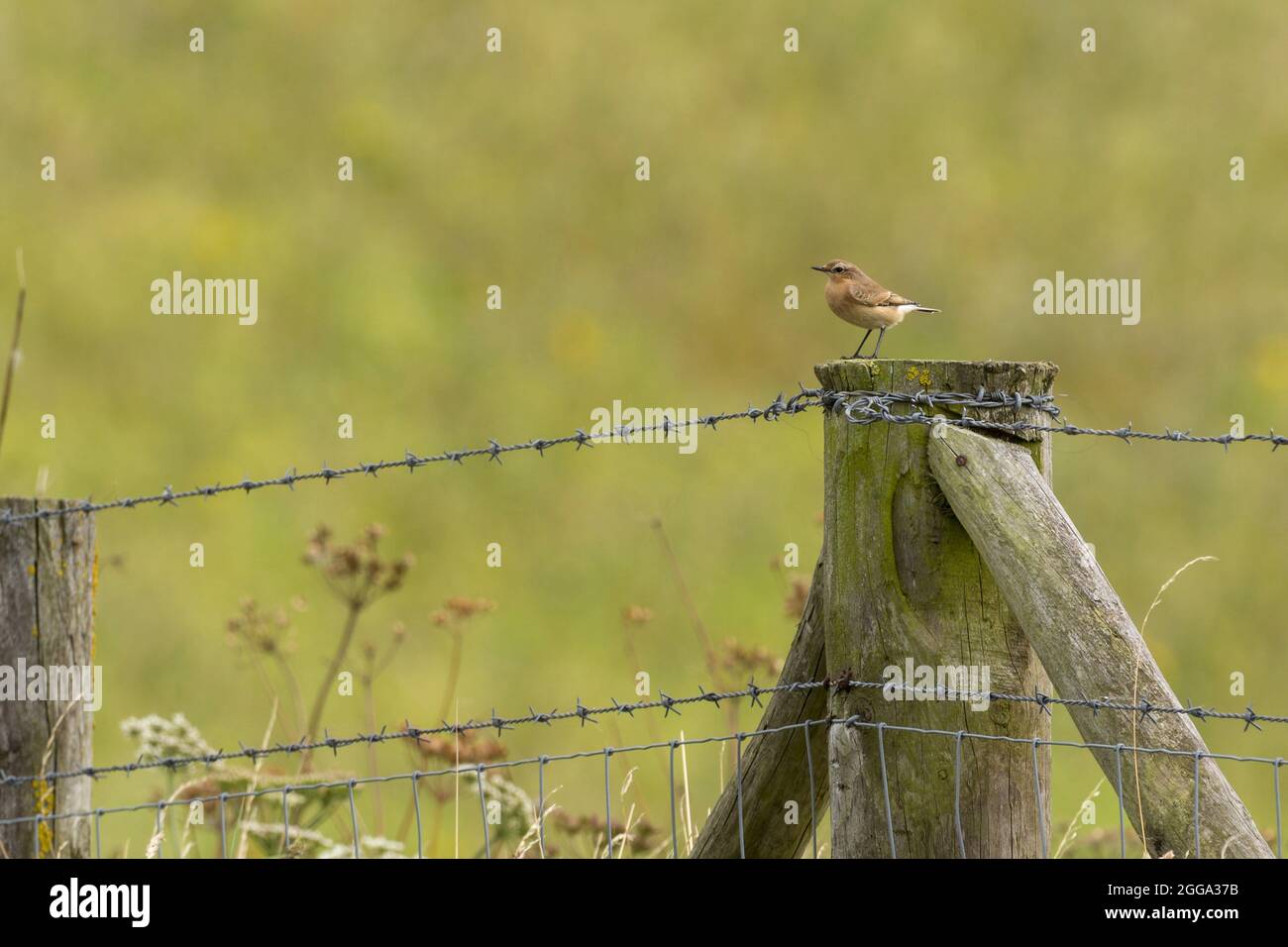 Wheatear (Oenanthe oenanthe) oiseau femelle à la fin de l'été plumage sable brun queue sombre et extrémités d'ailes rumelle blanche perchée sur le poteau de clôture cherchez de la nourriture Banque D'Images