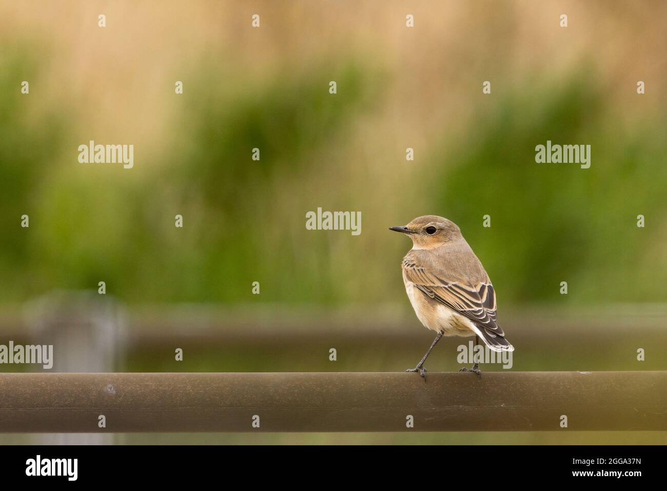 Wheatear (Oenanthe oenanthe) oiseau femelle à la fin de l'été plumage sable brun queue sombre et extrémités d'aile rumme blanche perchée sur la rampe en regardant vers la nourriture Banque D'Images