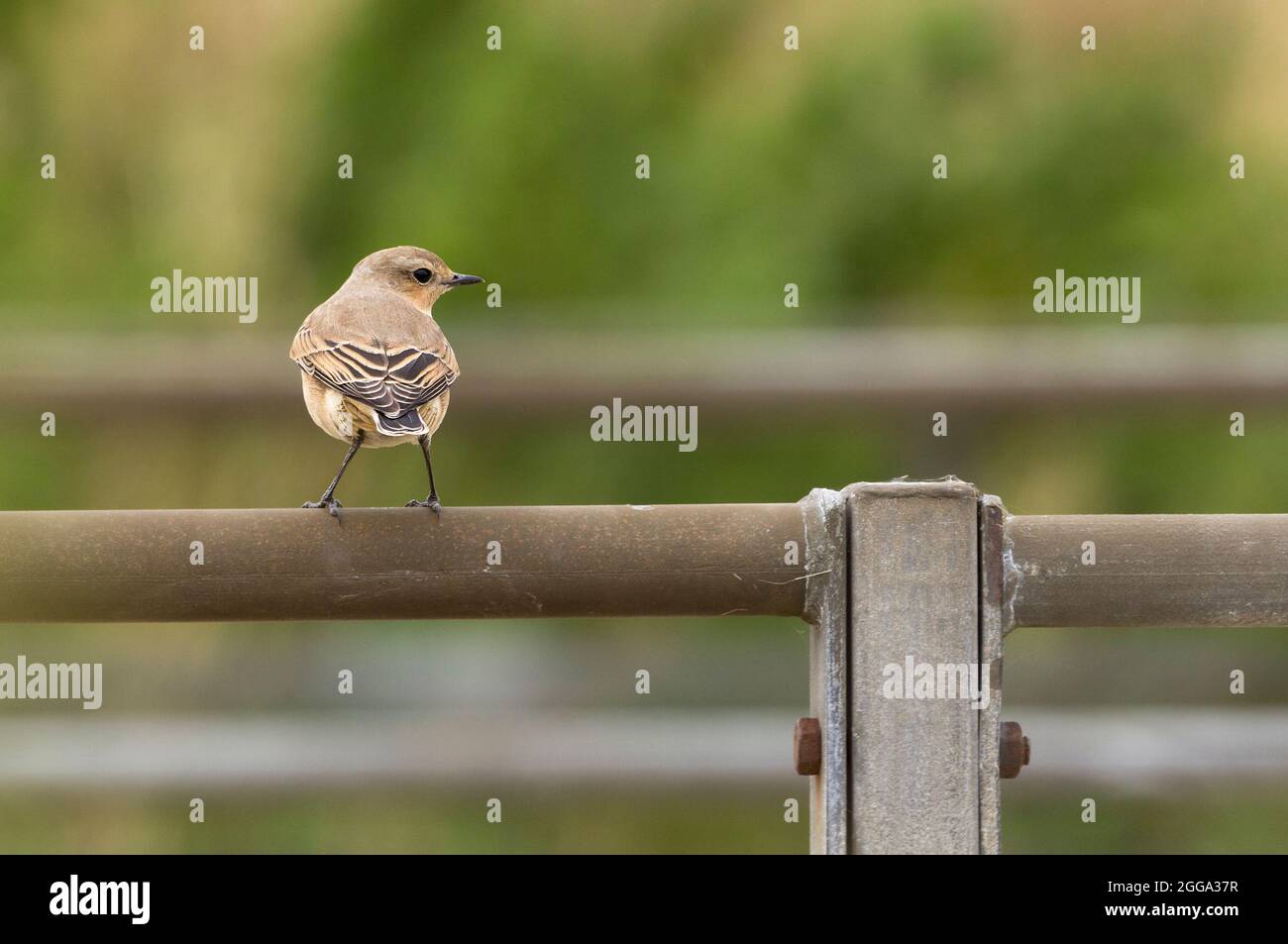 Wheatear (Oenanthe oenanthe) oiseau femelle à la fin de l'été plumage sable brun queue sombre et extrémités d'ailes rumelle blanche perchée sur un rail, à la recherche de nourriture Banque D'Images