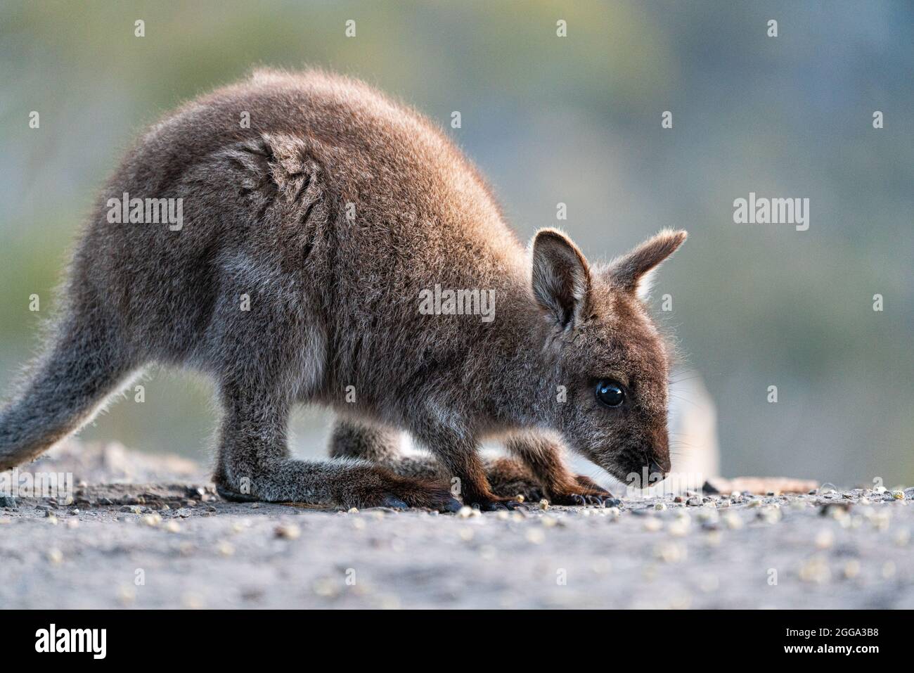 Gros plan d'un wallaby à col rouge joey dans la nature Banque D'Images