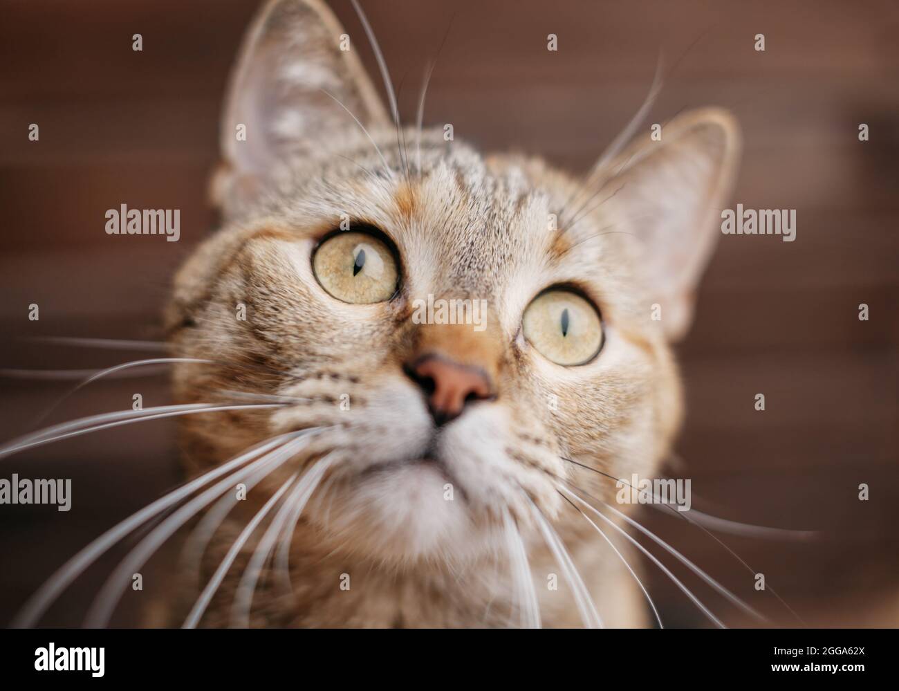 Portrait D Un Chat Au Gingembre Drole Avec Une Moustache Ecartelee Photo Stock Alamy