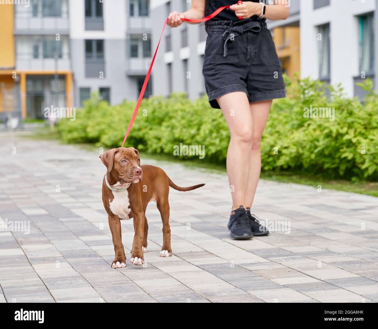 Animaux de compagnie avec pitbull terrier américain. Femme sans visage marchant avec un chien sur la laisse dans la rue Banque D'Images