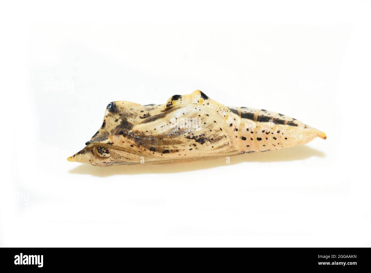 Pupa du papillon blanc pieris nali isolé sur fond blanc Banque D'Images