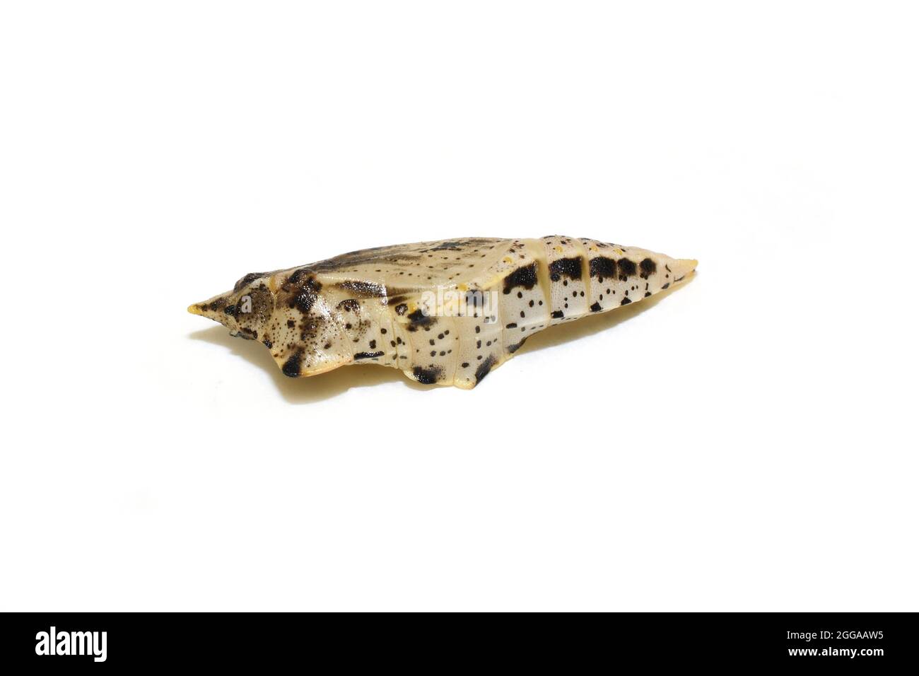 Pupa du papillon blanc pieris nali isolé sur fond blanc Banque D'Images